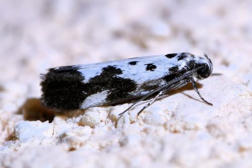 Réf. 340 067 : Ethmia quadrillella